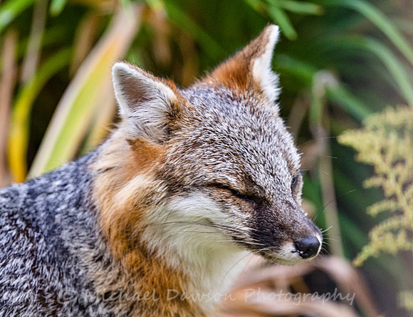 Gray Fox in West Bath, Maine