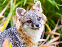 Gray Fox in West Bath, Maine