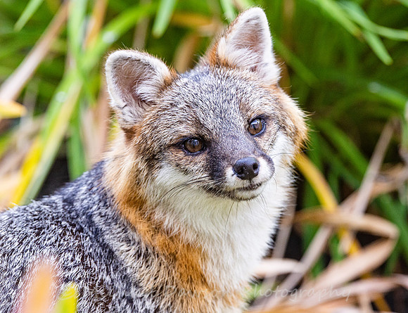 Gray Fox in West Bath, Maine