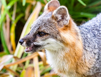 Gray Fox in West Bath, Maine