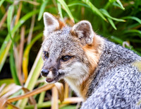 Gray Fox in West Bath, Maine