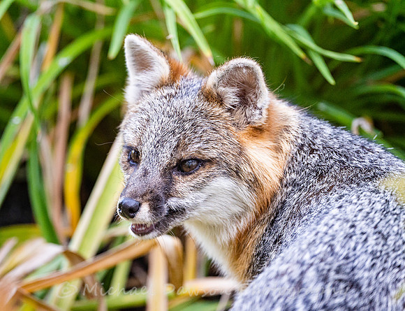Gray Fox in West Bath, Maine