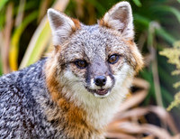 Gray Fox in West Bath, Maine