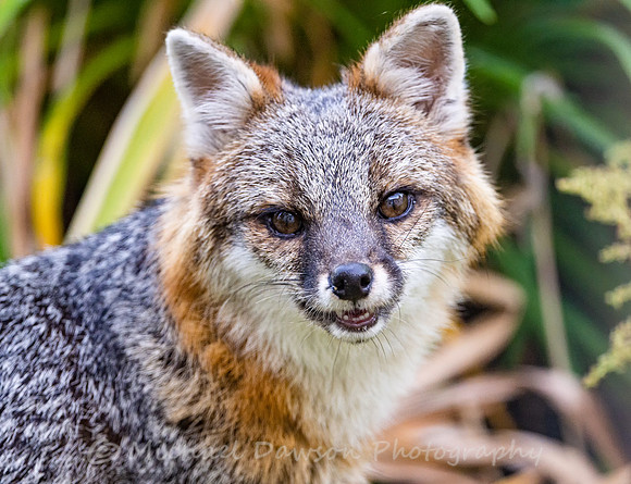 Gray Fox in West Bath, Maine