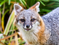 Gray Fox in West Bath, Maine