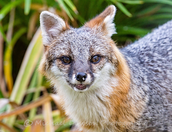 Gray Fox in West Bath, Maine