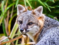 Gray Fox in West Bath, Maine