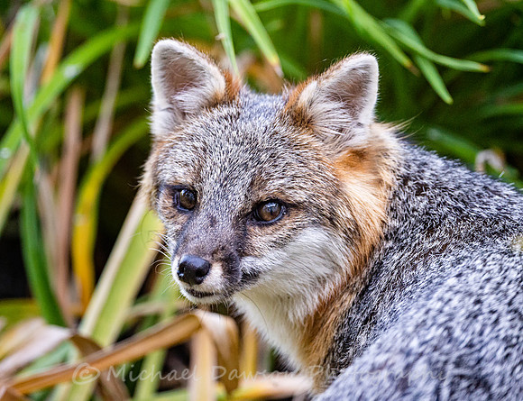 Gray Fox in West Bath, Maine
