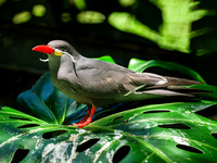 Inca Tern