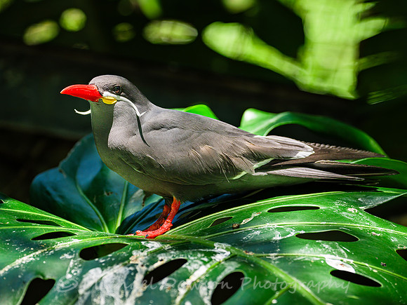 Inca Tern