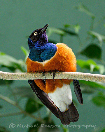 Superb Starling