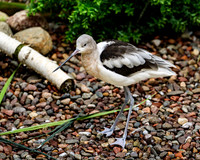 American Avocet