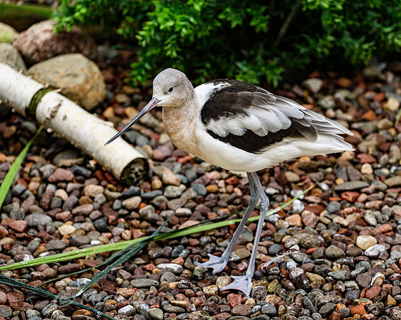 American Avocet