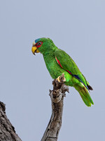 White-fronted Amazon
