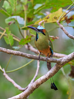 Turquoise-browed Motmot