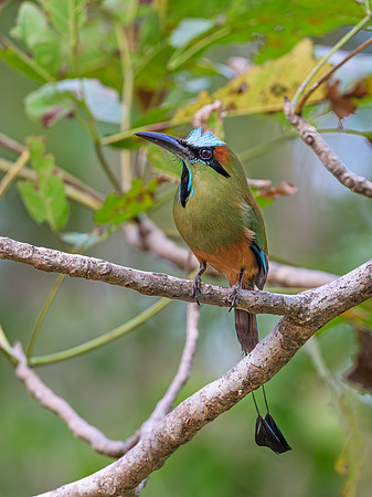 Turquoise-browed Motmot