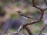 Swainson's Thrush
