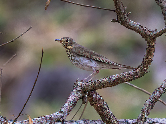 Swainson's Thrush