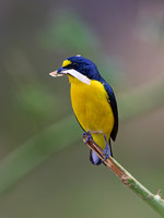 Yellow-throated Euphonia (male)