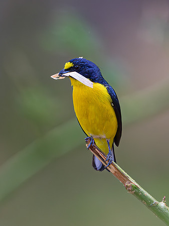 Yellow-throated Euphonia (male)