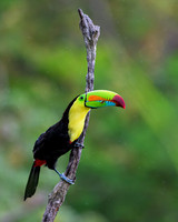 Keel-billed Toucan