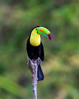 Keel-billed Toucan