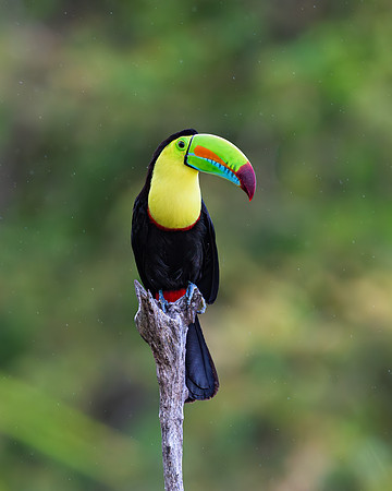 Keel-billed Toucan