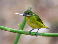 Yellow-throated Euphonia (female)