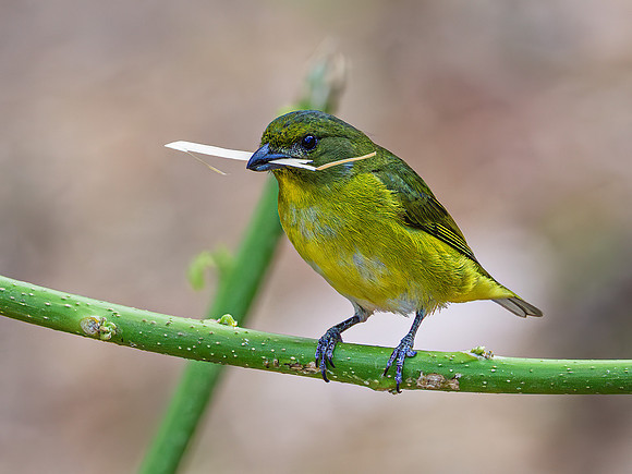 Yellow-throated Euphonia (female)