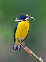 Yellow-throated Euphonia (male)