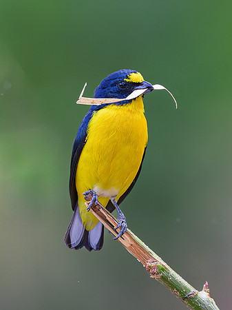 Yellow-throated Euphonia (male)