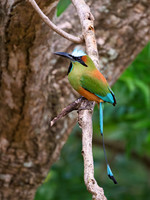 Turquoise-browed Motmot