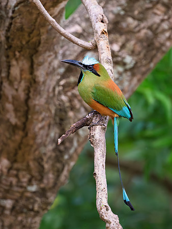 Turquoise-browed Motmot