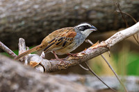 Stripe-headed Sparrow