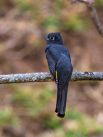 Gartered Violaceous Trogon (female)