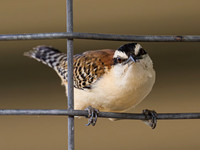 Rufous-backed Wren