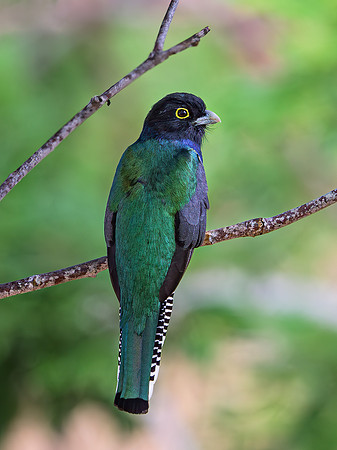 Gartered Violaceous Trogon (male)