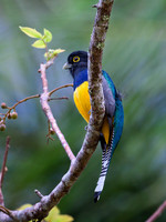 Gartered Violaceous Trogon (male)