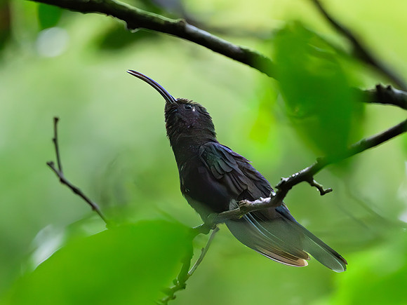 Violet Sabrewing