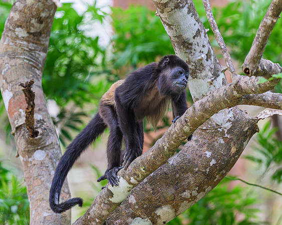 Howler Monkey