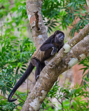 Howler Monkey