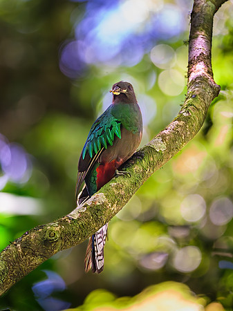 Resplendent Quetzal (female)