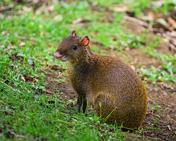 Agouti