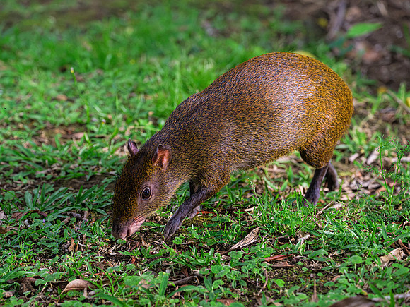 Agouti