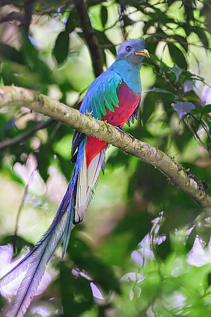 Resplendent Quetzal (male)
