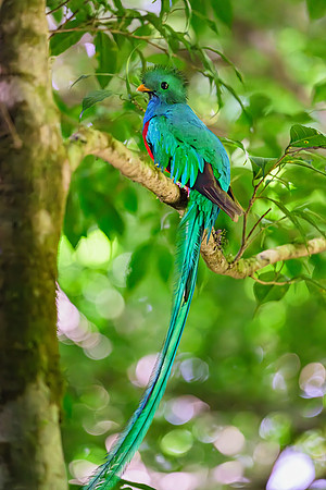 Resplendent Quetzal (male)