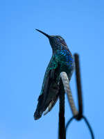Monteverde Cloud Forest Region