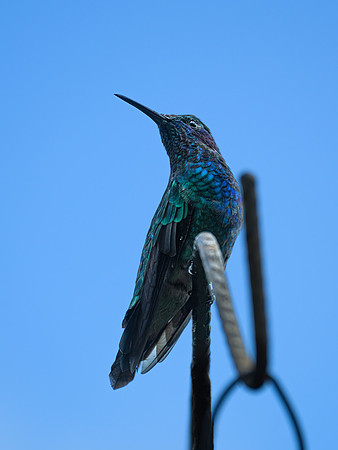 Lesser Violetear