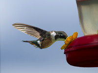 Magenta-throated Woodstar