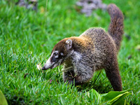 Coati